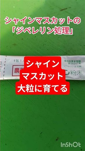 シャインマスカット栽培やり方 、市販されているような大粒で皮ごと食べられる美味しいブドウに仕上がります #現代農業 #家庭菜園 #再生栽培 #ファーム生活 #farming #庭作業 #fruit