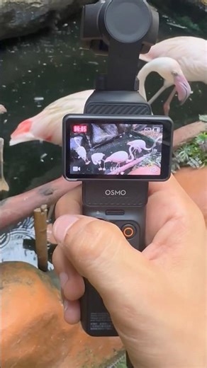 DJI Pocket 3 - Best Blogging Camera for Beginners✅✅ #dji #djipocket3 #camera