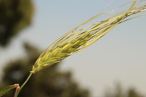 Characterizing the Evolution of Wheat | Cell And Molecular Biology