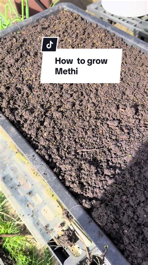 How to Grow Organic Methi Vegetables