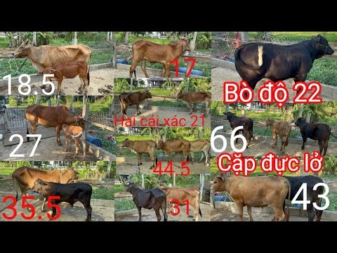 18.3| Cái xác 2 con 21tr, 3cái thịt 44tr5. Đực 3b độ 22tr. Cặp đực lở 43tr.