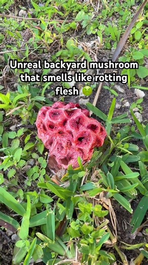 These guys stayed popping up everywhere! Beautiful, harmless, SMELLY! Lattice Stinkhorn Musroom 😷