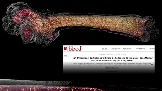 骨髓3D成像 单细胞蛋白组，解码CML骨髓图谱