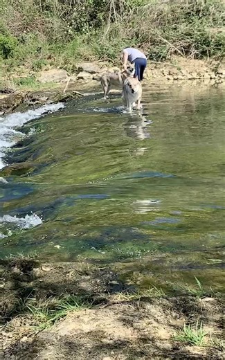 #chienlouptcheque #foryou #bestfriendgoals #wolfdog #bestfrienddog #pourtoi #fyp #chien #tiktok