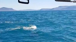 4.8K views · 175 reactions | Head naturalist Sabrina just had one of her top 10 whale encounters in her 9 years at sea, this morning! You can cleary hear the emotion and excitement on board as the whales and dolphins swim by the boat..  | Elding Whale Watching Reykjavik | Facebook