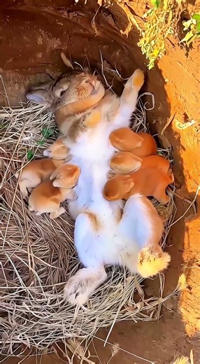 Rare Footage of Mother Rabbit Nursing in the Wild 🌿🐰 #RabbitRescue #CuteAnimals #AnimalRescue