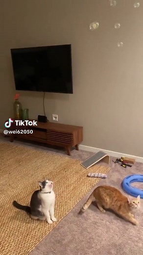 Cat Obsessed with Bubbles: Funny Bubble Play Compilation