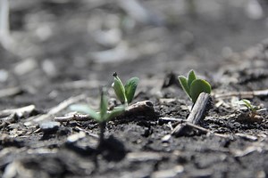 Soybean School: Where Did Soybeans Muster this Big Yield From?