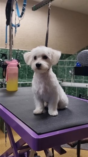 From Mats to Fluffy ✨ Maltese Puppy Grooming Transformation #puppy