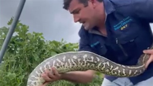 ‘Take it seriously’: Snake catcher’s warning after python swallows pet