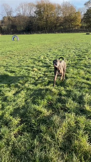 Otis & Zelda 🐶🐾 | Tails & Tinkers