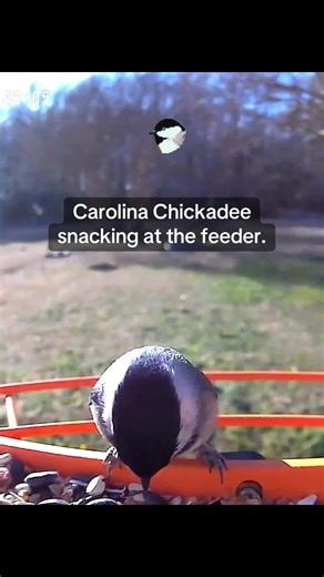 #carolina #chickadee #bird #feeder #today This chickadee hung out today, instead of its usual takeout routine! 😆