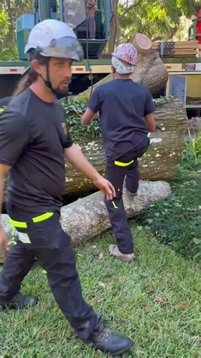 When the tree is massive… you call the right team. 🌳🔥#jacksonville #treeservice #treetrimmingservice