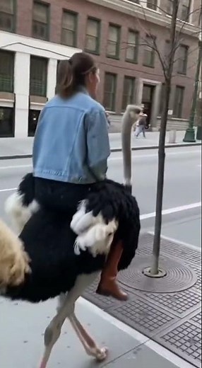 A girl ON an OSTRICH rides through the city! #girl #ostrich #unusual #funny #performance #viral #omg