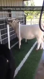 1.1K views · 11 reactions | Don't miss these two incredible show heifers selling tomorrow on Steerbidder in the CEG online sale!! | Competitive Edge Genetics | Facebook