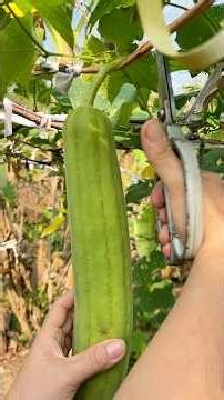 Harvesting loofah and watching the winter squash being grown to make jam for Tet (Vietnamese New ...