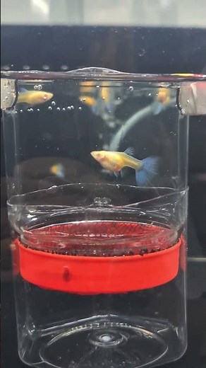 Making a Spawning Cage for Guppies #Shorts #Zeroshock