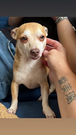 Timmy Time on TikTok