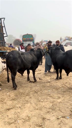 Love the pair of black cobras 🫵 #cowvideos #bull #love #black #cobra #pair #love #farming #pakistan
