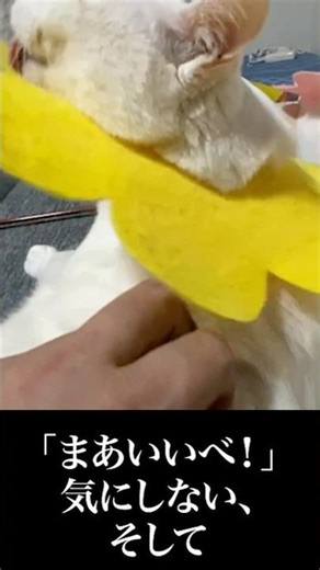 A rare cat-like creature so slow it backdrops on its own #cat #cat #animal #cute #lifewithcats #s...