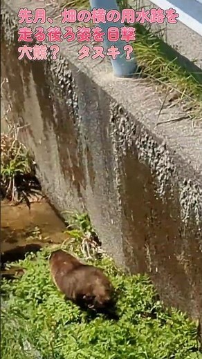 【家庭菜園】アナグマが畑に出現 目撃（被害と対策方法）