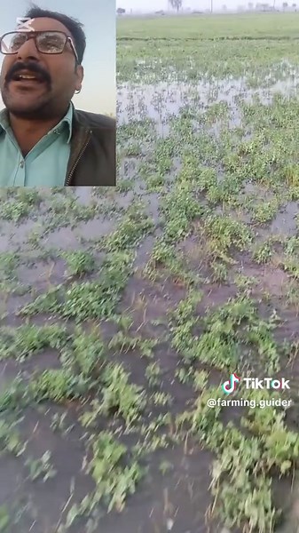 “Pea Crop Damage Due to Over Irrigation | Proper Watering Method for Pea Fields” This video explains how pea crops get damaged when farmers apply too much water using a machine or generator. Over-irrigation can turn the pea plants yellow, make them dry, and reduce the final yield. In this video, we show the correct method of watering pea fields and how to protect the crop from damage. This guide is very helpful for farmers to save their pea crop and improve production. #PeaCrop #Farming #Agricul