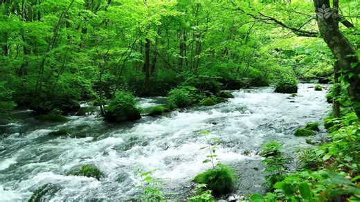Soothing River Sounds: A One-Hour Relaxing Video of Serene Forest Scenery