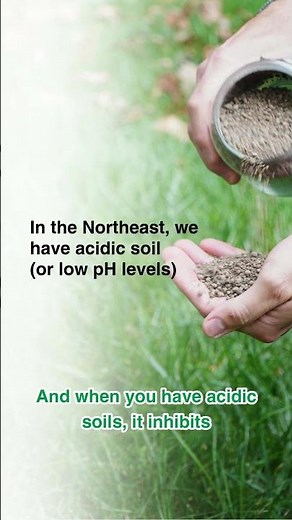 Why Lime for Lawns Improves Fall Results in Northeast Yards