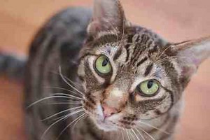 The Ocicat Looks Wild, But He's All Domestic Cat