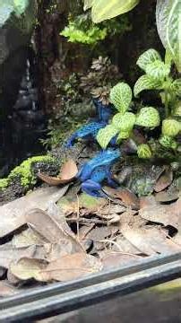 Are They Expensive? #youtubeshorts #fyp #terrarium