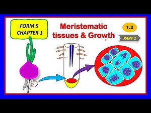 SPM BIOLOGY KSSM FORM 5 (1.2) MERISTEMATIC TISSUES & GROWTH