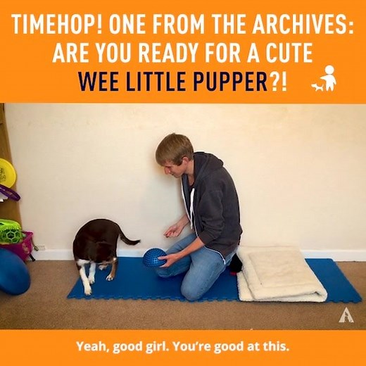 Time to play a fun game! 🌈 Not only does this game boost confidence, it encourages flexibility in training... Watch as we look at a session with puppy Bet 💞 as she shows her super star problem solving skills in learning how to paw target a fitness pod! 👇 | absoluteDOGS