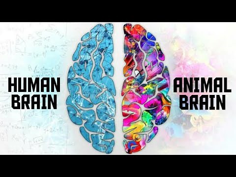 Animal Brain Vs Human Brain - Understanding the Differences
