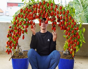 276K views · 2.2K reactions | Expert Tips for Thriving Tomato Container Gardens | Diy Garden World | Facebook