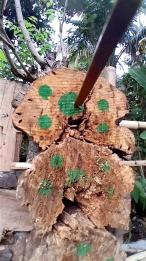 melempar target tepat sasaran menggunakan bokken training #bokken #training