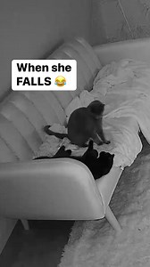 3.8K views · 220 reactions | When she Falls  Semi-feral kittens Baby and Grumpy. #catlovers #cute #feral #cats | Baby and Blue | Facebook