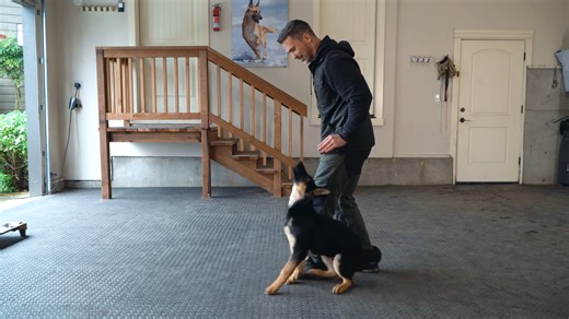 The dog training trick that makes backwards heel movement look effortless