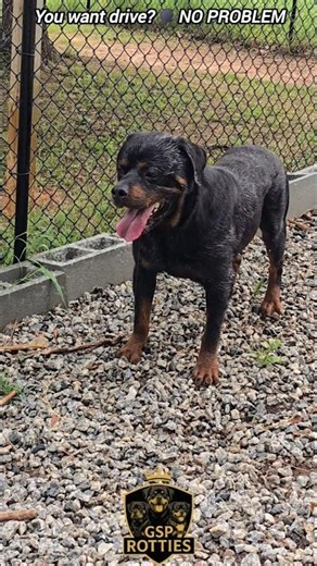 This is what ball drive looks like #Rottweiler #DogShorts
