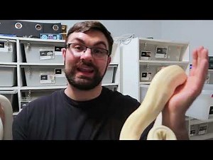 Albino BALL PYTHON BREEDING Project