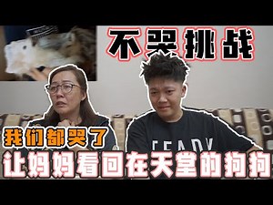 妈妈暴哭！让妈妈看回在天堂的狗狗！【不哭挑战】