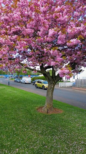 Unloading spring vids here. Tree pink blossom from upview #dji #spring2025 #capcut | Aleksandr Buharov