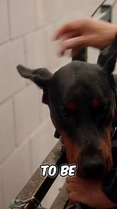 Worried about your dog falling during wall training? This simple harness setup—combining a regular harness with a choker—prevents falls backward and forward. It gives your dog the confidence to keep going. Ready to try it? #DogTraining #DogSafety #WallWalks #DogHarness #DogTricks #ConfidentDog | European Doberman Stud