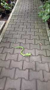 Dammit Viney I thought we were frens… jokes aside what a neat daytime encounter at home! Huge female vine snake that most likely just got chased/spooked by a Greater coucal bird. Looking closer you can also tell she’s picked up plenty of parasites from her journeys. These worms live under the scales and feed on extra nutrients.. however only in extremely rare cases do these worms seem to pose any issue to the snakes. Ahaetulla fusca are mildly venomous and pretty much harmless to us, most people