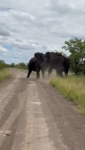 When two giants fight, it is the ground that suffers 🐘🐘 | Nature's World