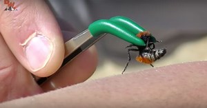 Watch A Guy Deliberately Get Stung By The "Cow Killer" Ant In The Name Of Science