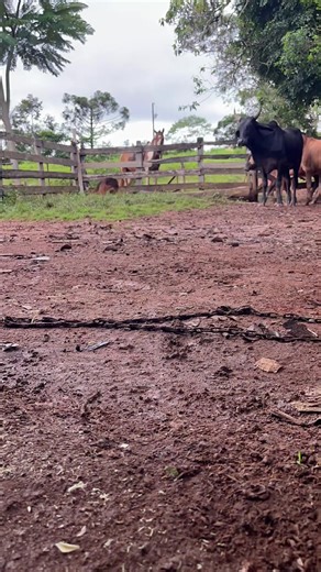 Será que a turma tá ligeira na capação? 😂😂😂😂😂😂#carrodeboi #boicarreiro #veterinaria #cirurgiaveterinaria #cirurgiadegrandesanimais