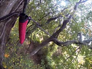 Calling: Fawn distress