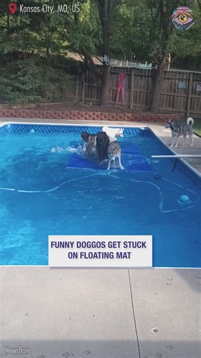 802K views · 19K reactions | Just barking on it won't help, guys 藍 | HomeChic | Facebook