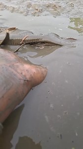 237K views · 929 reactions | শাখার মাছের খেলা  #rellsfacebook #village #fishing #fishingadventure #fishingtrip #everyone #fiahing #fishingislife #fishingvideos #fishingaddict #fish #fishinglife #fishtok #fisherman | Unity Farm | Facebook