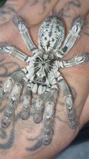 HETEROSCODRA MACULATA TARANTULA🕷🇨🇭 #spider #araignée #tarantula #spinnen #vogelspinne #mygale #pets